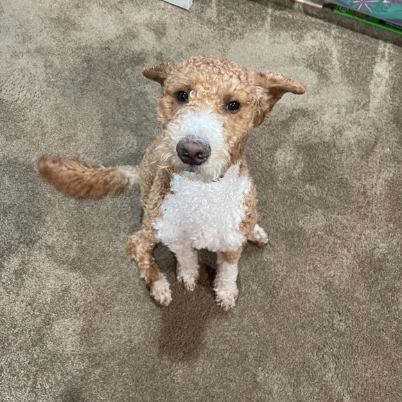 Hello, I am a personal trainer and Kitchen&Bath Designer. Dog sitter. - Picture 14 of 14